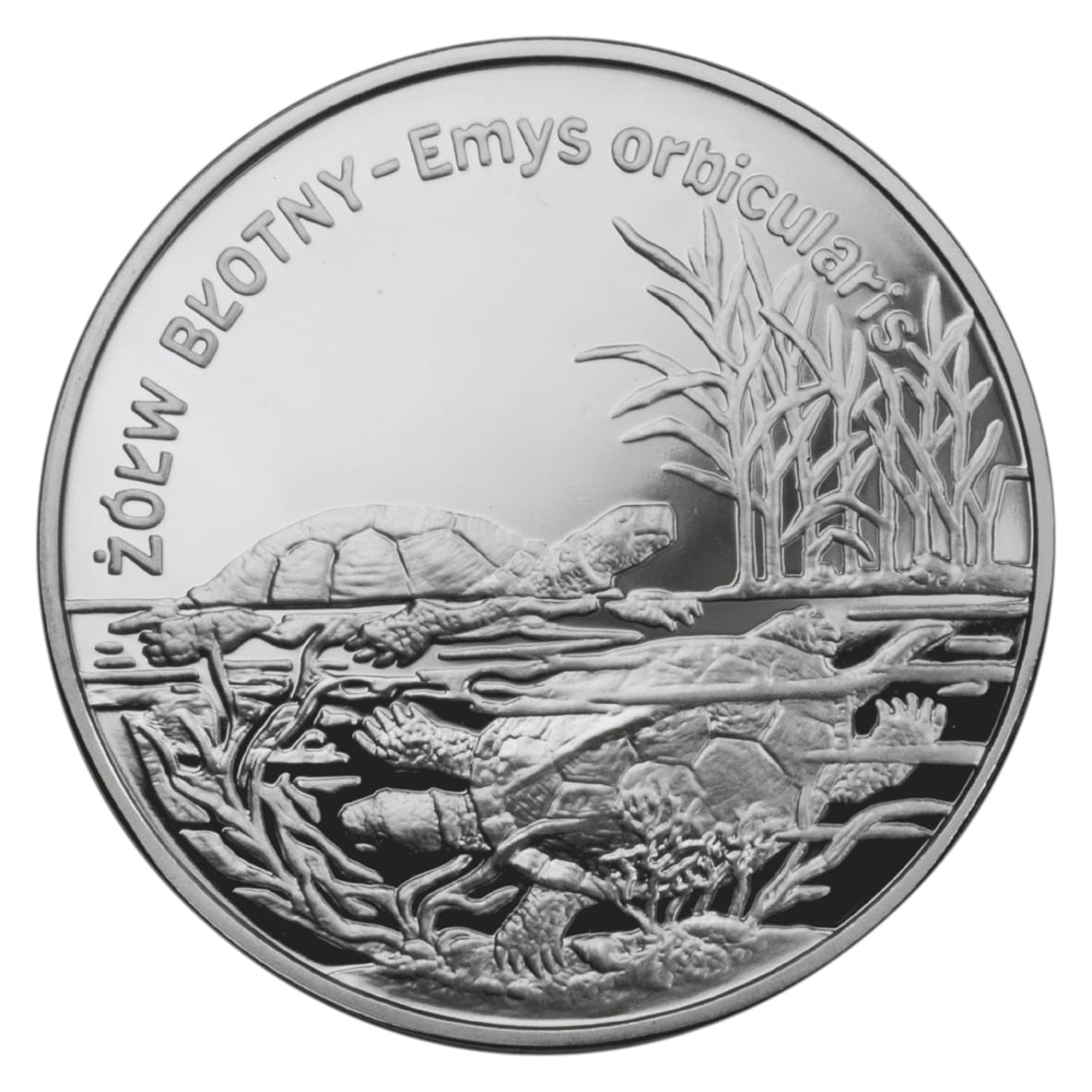 Moneta 20 zł Żółw błotny
