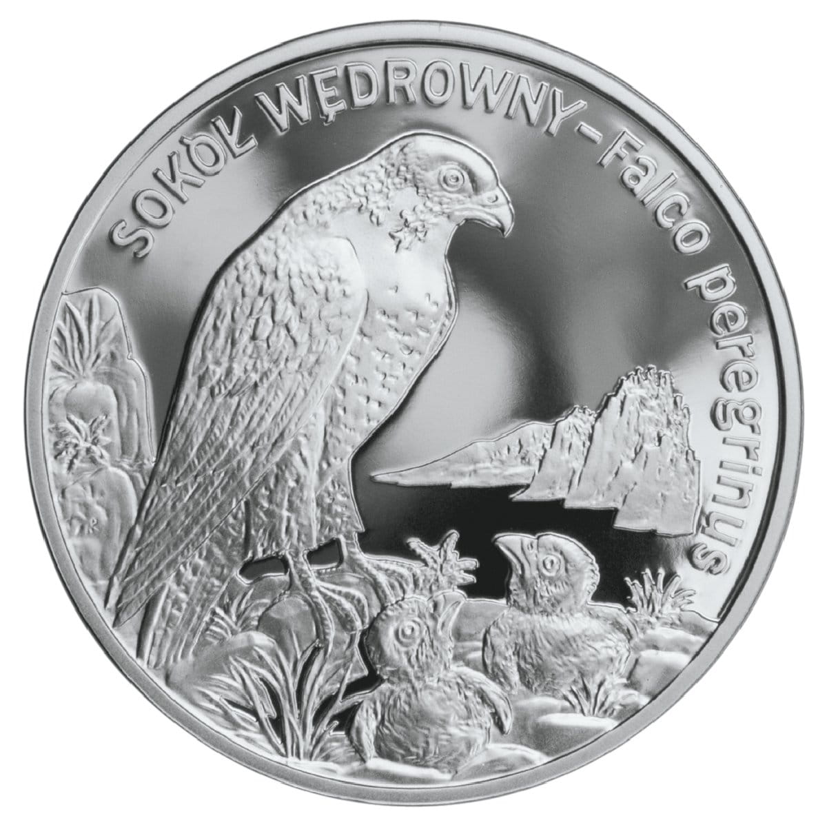 Moneta 20 zł Sokół wędrowny