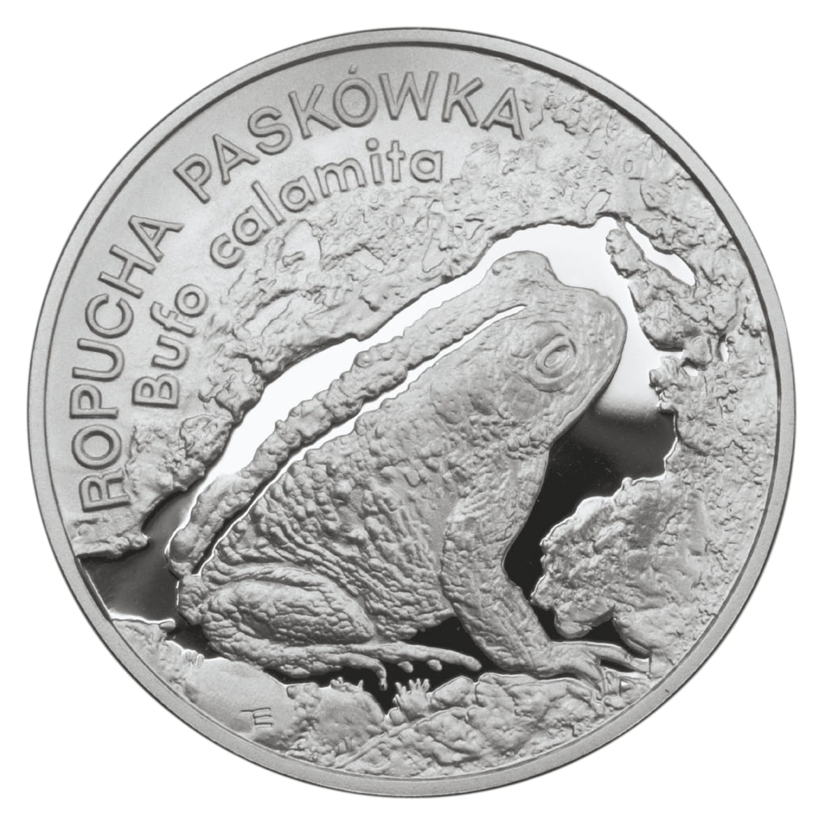 Moneta 20 zł Ropucha paskówka